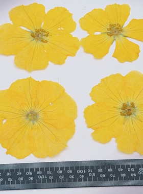 丝瓜花压花标本大朵黄色通透干花带星型花萼押花DIY真花手工材料