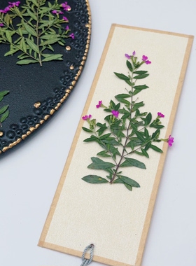 满天星压花标本带长花柄干花押花DIY滴胶手机壳压花画手工材料