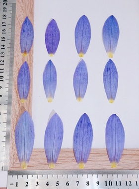 睡莲花瓣压花真花干花滴胶材料
