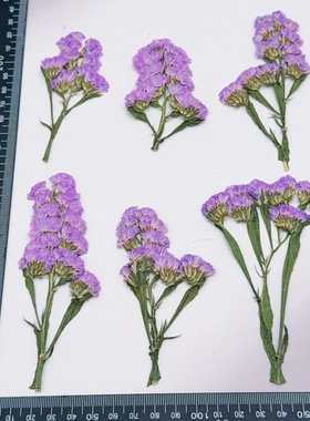 勿忘我压花标本 带枝干真干花 DIY滴胶耳环相框手账手工植物花材