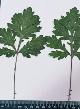 混合压花叶子标本多种干叶片组合押花DIY滴胶手机壳手工叶子材料