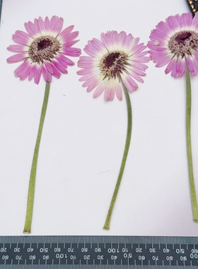 粉紫非洲菊压花带杆扶郎花真花押花DIY滴胶手机壳书签干花标本