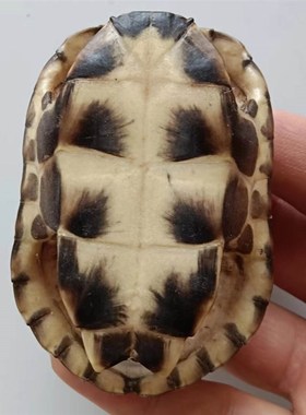 天然完整真墨龟草乌龟壳完整龟板六爻工具文玩手把挂摆件富甲天下