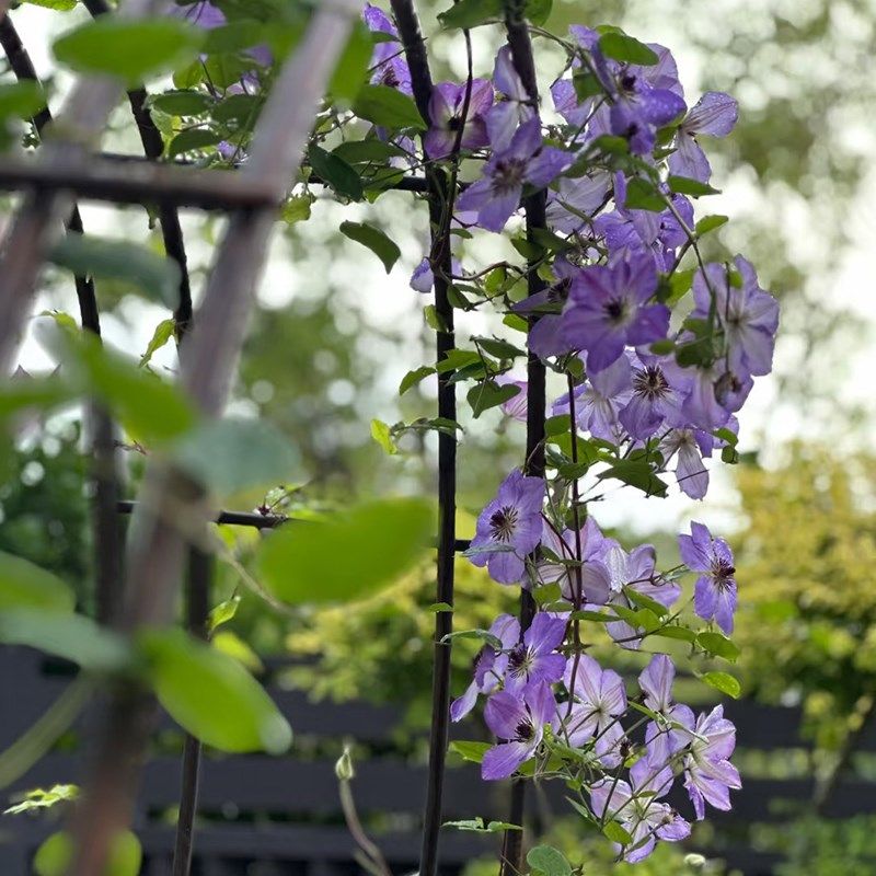 早安黎明的天空铁线莲大苗阳台盆栽重瓣大花庭院藤本爬藤攀援植物,淘宝优惠券,粉丝福利购,淘宝优惠卷
