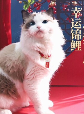 猫咪项圈配饰可调节小猫项链用品宠E物围脖新年铃铛招财狗狗脖颈