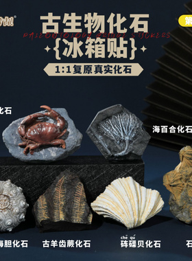 匹诺文创冰箱贴古生物化石立体装