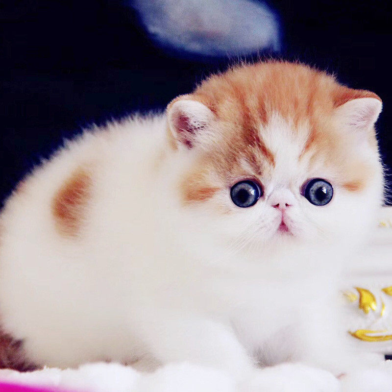 地下室鹦鹉LED宠物太阳光UVB补钙大棚养殖生长补光灯泡乌龟晒背灯,淘宝优惠券,粉丝福利购,淘宝优惠卷