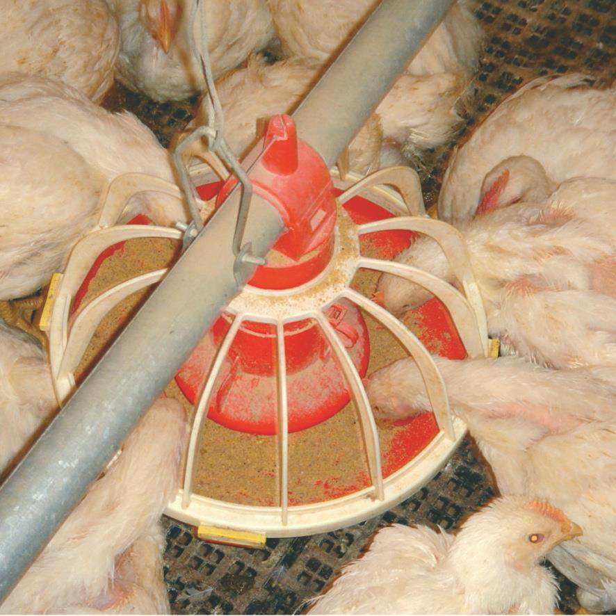 养鸡设备种鸡料线鸡用料线肉鸡料线种鸡桶式计量同步喂料厂家直供,淘宝优惠券,粉丝福利购,淘宝优惠卷