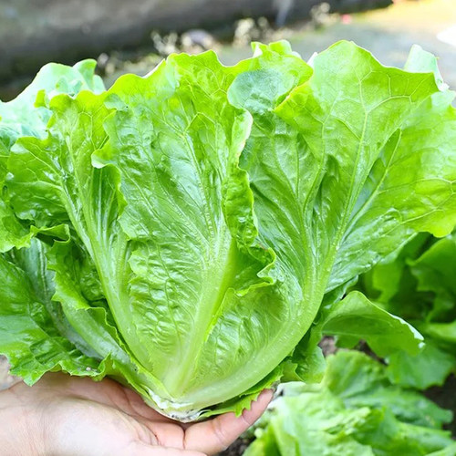 生菜苗速生生菜秧苗阳台种植易成活奶油生菜种苗子四季盆栽蔬菜苗 - 图2