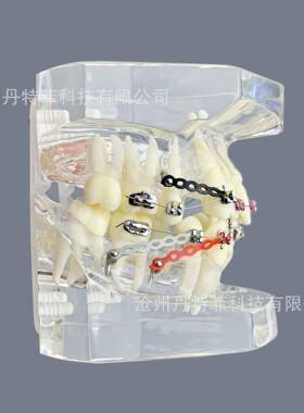 M3005-3矫正牙齿模型透明色正畸模型牙齿矫正模型