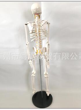 85CM人体骨骼模型附神经椎间盘 医学骨架模型 脊椎神经模型 脊柱