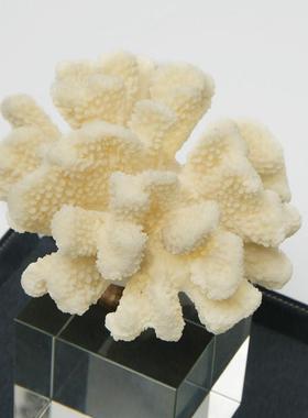 轻奢白色珊瑚水晶摆件家具样板间售楼处酒店桌面软装饰品