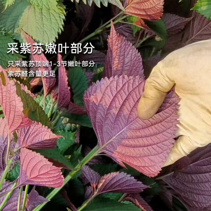 纯紫苏茶手工炒嫩叶紫苏发酵红茶饮野干特产生级紫苏陈皮姜米茶暖,淘宝优惠券,粉丝福利购,淘宝优惠卷
