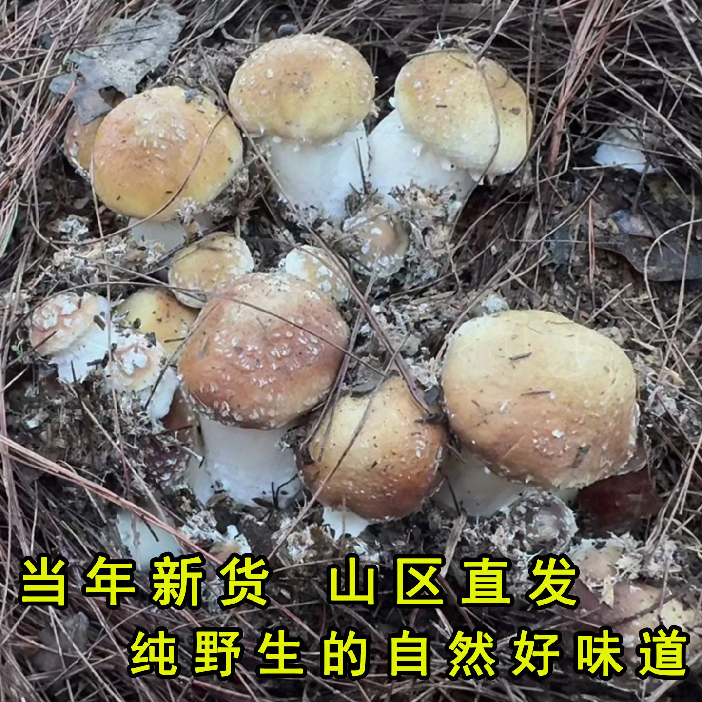 东北特产野生姬松茸干货特产巴西菇蘑菇无硫食用菌菇煲汤姬松茸菇,淘宝优惠券,粉丝福利购,淘宝优惠卷