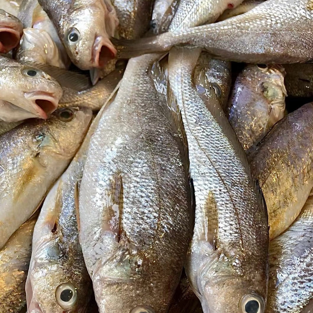 广东本港海捕捞杂鱼渔民打捞鲜活小鱼杂鱼活体活冻真空包装批发,淘宝优惠券,粉丝福利购,淘宝优惠卷