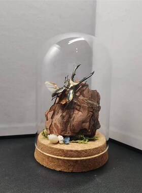 美他力弗细身赤锹甲森林力士甲虫长牙标本昆虫小众男士礼物玻璃罩