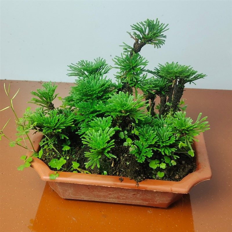 卷柏九死还魂f草绿植盆栽室内外花卉植物好养不死假山造景微型盆,淘宝优惠券,粉丝福利购,淘宝优惠卷