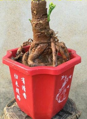 银杏盆景盆栽 造型盆景 室内花卉微型观叶植物 白果树桩苗