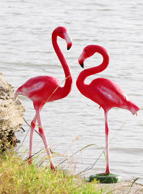 优选仿真火烈鸟雕塑摆件商场橱窗装饰婚庆拍摄道具园林景观售楼处