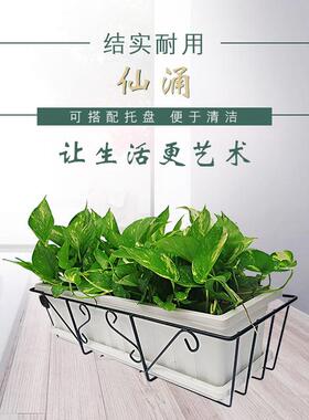 挂式花盆 绿化隔离花盆花箱 多种规格先涌花盆 厂家直销塑料花盆