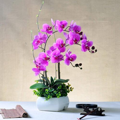 蝴蝶兰花苗包邮盆栽四季室内阳台客厅办公室桌面摆放耐寒绿植 - 图2