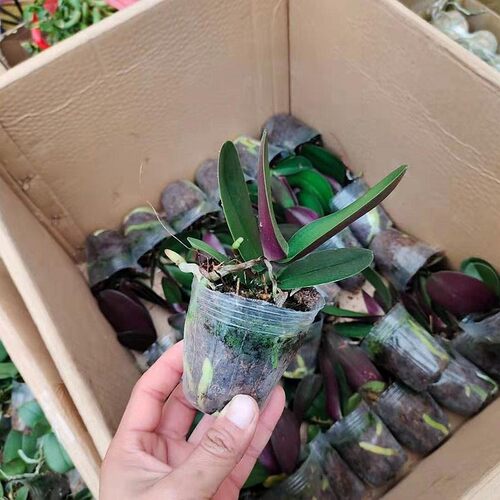 蝴蝶兰花苗包邮盆栽四季室内阳台客厅办公室桌面摆放耐寒绿植 - 图0