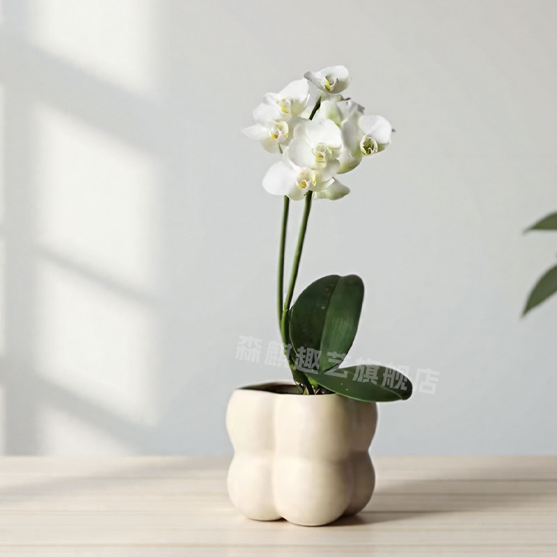 蝴蝶兰花苗鲜花盆栽带花苞花剑办公桌室内客厅懒人盆栽绿植好养活,淘宝优惠券,粉丝福利购,淘宝优惠卷