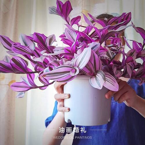 油画吊兰油画婚礼吊兰小苗专用花盆水培绿植精品进口油画吊兰大苗 - 图3