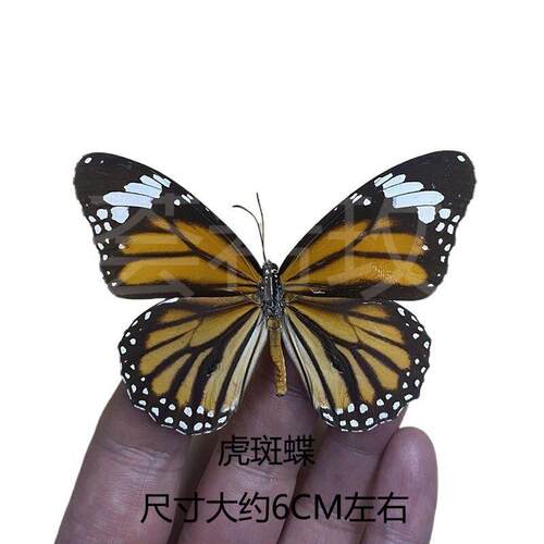 真蝴蝶标本展翅各种原蝶杂蝶绿带翠凤蝶雅灰蝶昆虫甲虫幼儿垒德株 - 图3