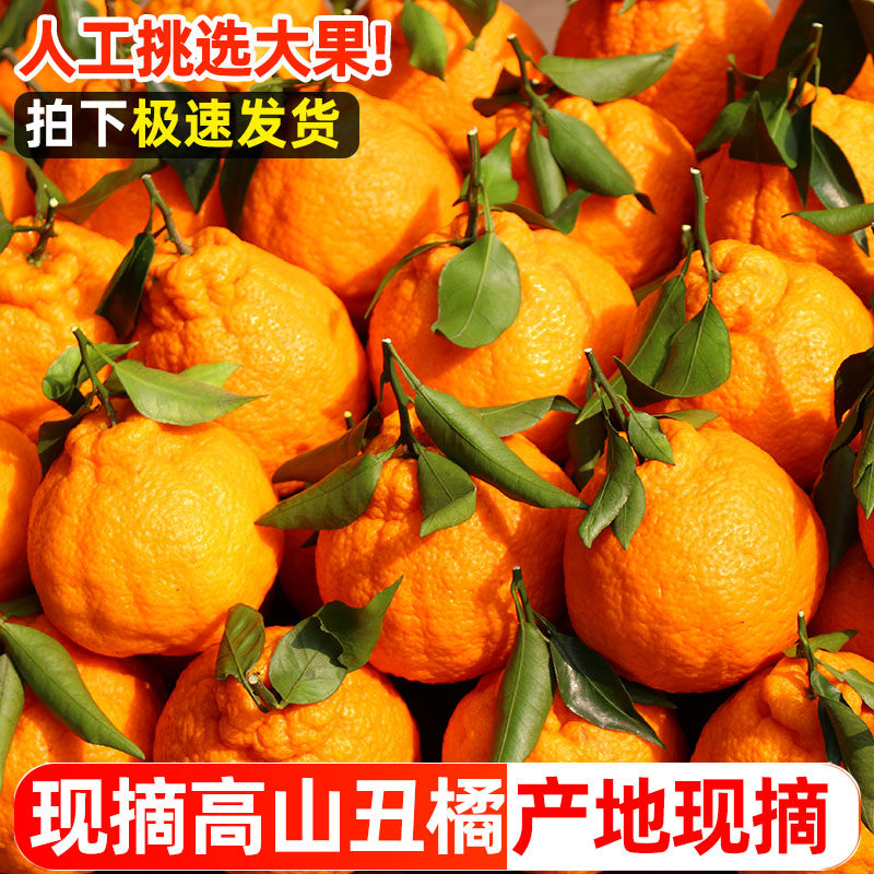 高山丑橘丑八怪10斤当季新鲜水果橘子薄皮耙耙粑粑丑柑橘整箱桔子,淘宝优惠券,粉丝福利购,淘宝优惠卷