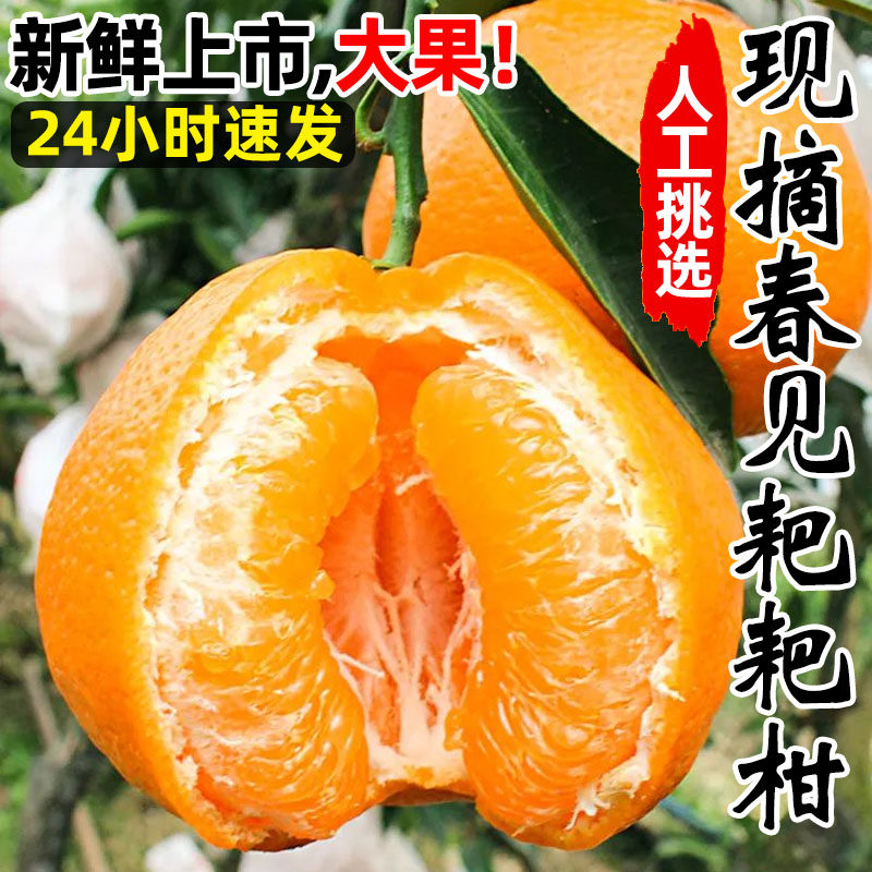 四川春见耙耙柑粑粑柑10斤新鲜水果橘子当季整箱杷杷柑丑桔子包邮,淘宝优惠券,粉丝福利购,淘宝优惠卷