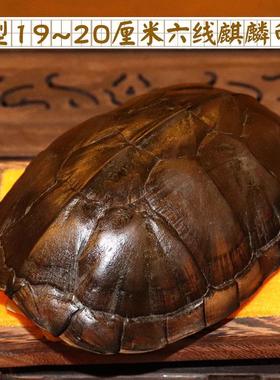 天然真乌龟壳龟甲文玩手把件铜钱六爻64卦算挂卦牌卡摇卦卜测摆件