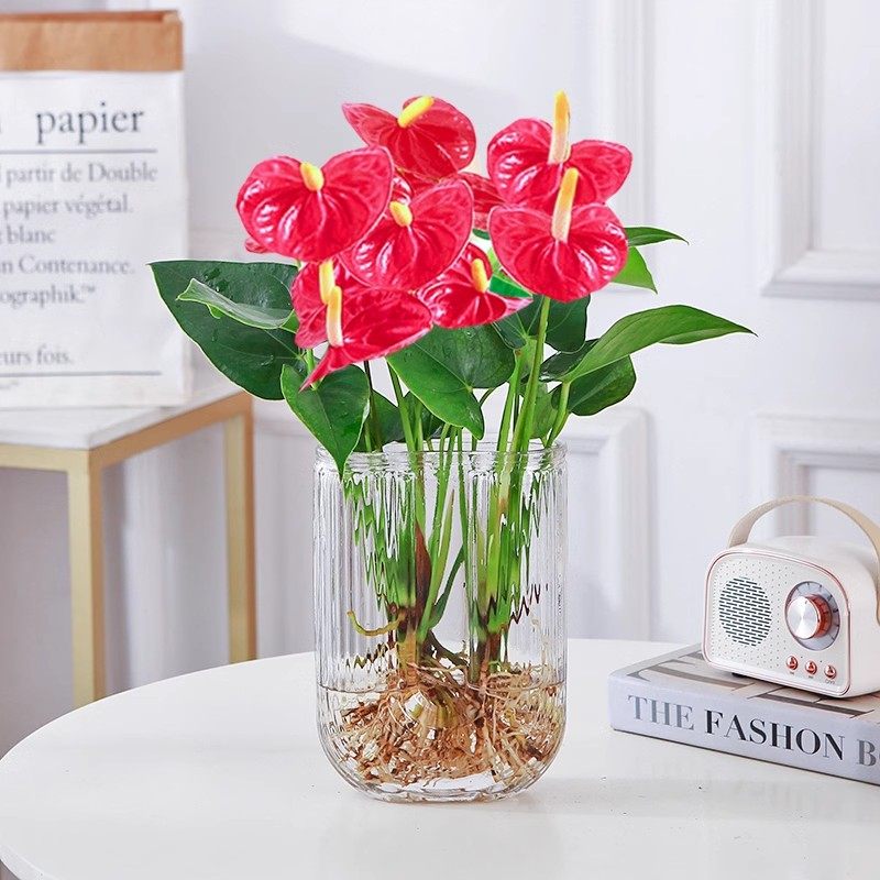 特级红掌白掌盆栽一帆风顺花卉植物室内好养绿植鸿运当头循环开花,淘宝优惠券,粉丝福利购,淘宝优惠卷