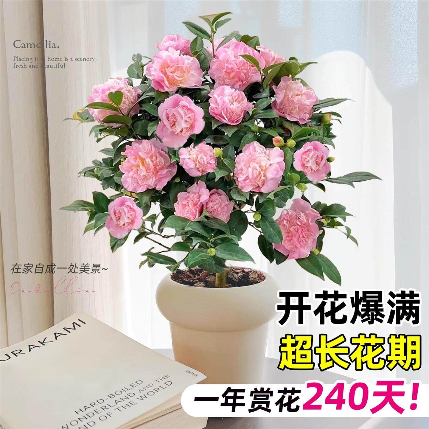 茶花盆栽香妃山茶花树苗多季开花卉带花苞五色赤丹室内外阳台绿植,淘宝优惠券,粉丝福利购,淘宝优惠卷