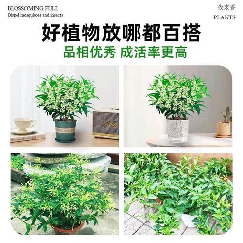 夜来香盆栽带花苞室内外庭院驱蚊花卉绿植好养九里香花苗四季花卉 - 图2