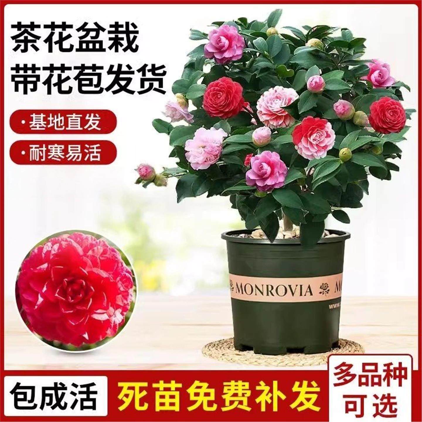 四季香妃茶花盆栽带花苞五色赤丹山茶花树苗花卉绿植花苗室内植物,淘宝优惠券,粉丝福利购,淘宝优惠卷