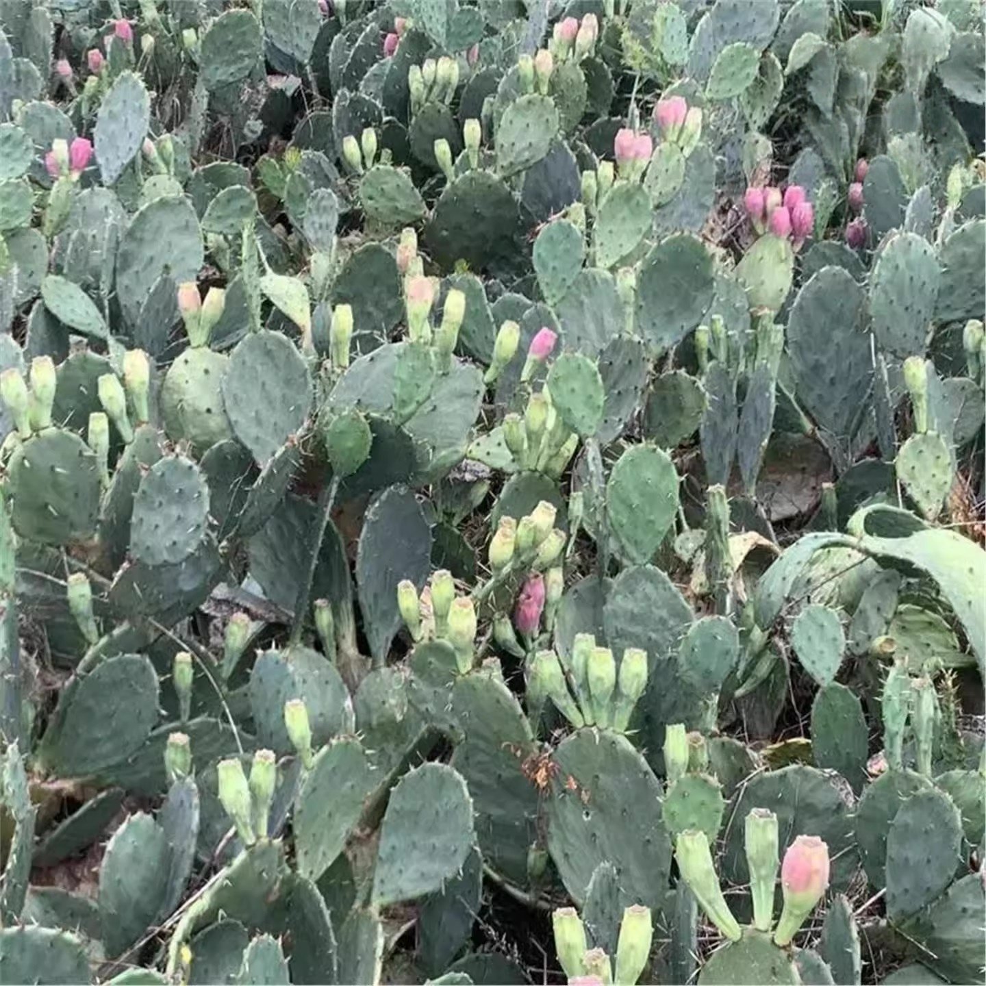 食用结果仙人掌宝塔黄大刺米邦塔仙人掌火龙果红花仙人掌大果树苗,淘宝优惠券,粉丝福利购,淘宝优惠卷