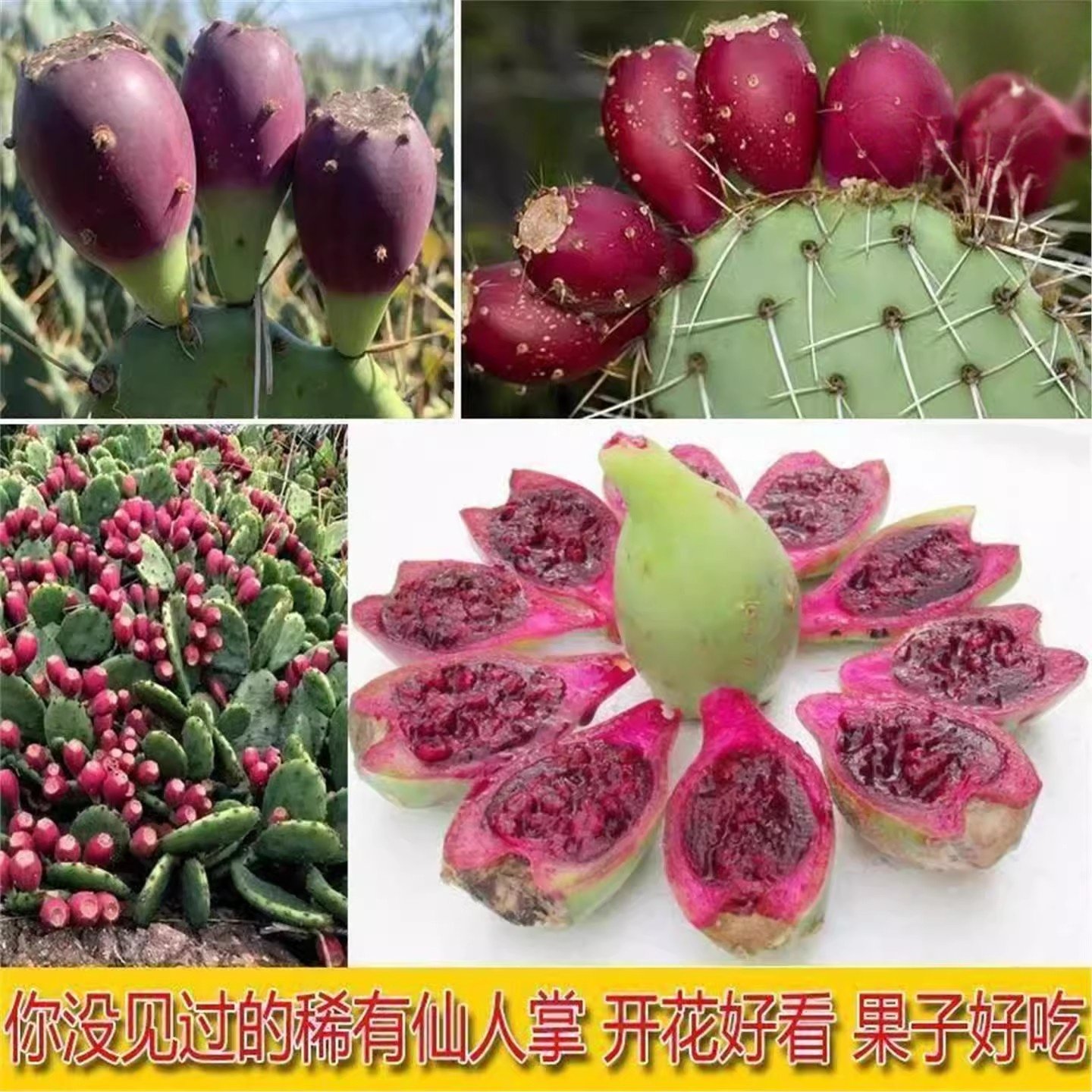 食用结果仙人掌宝塔黄大刺米邦塔仙人掌火龙果红花仙人掌大果树苗,淘宝优惠券,粉丝福利购,淘宝优惠卷