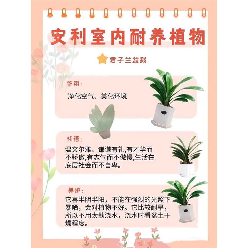 四季君子兰盆栽带花苞小苗花卉植物室内易活绿植水培好养多肉大全,淘宝优惠券,粉丝福利购,淘宝优惠卷