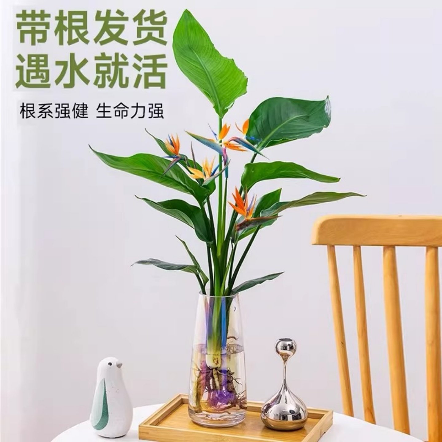 水培植物天堂鸟绿植盆栽花卉植物室内客厅无土水培龟背竹四季常绿,淘宝优惠券,粉丝福利购,淘宝优惠卷