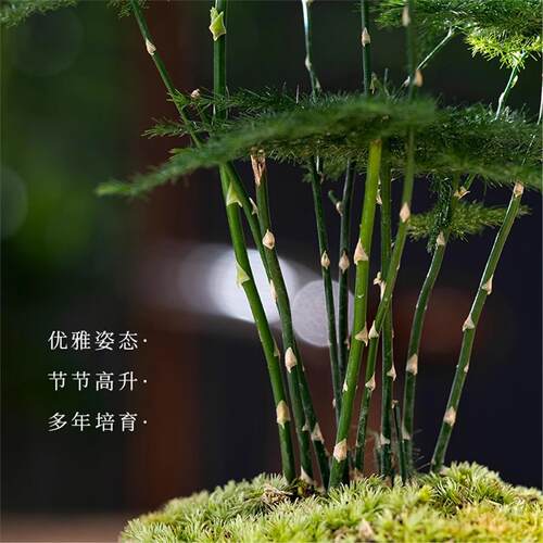 文竹水培植物竹子附石假山盆栽懒人水培好养绿植室内吸水石盆景 - 图1