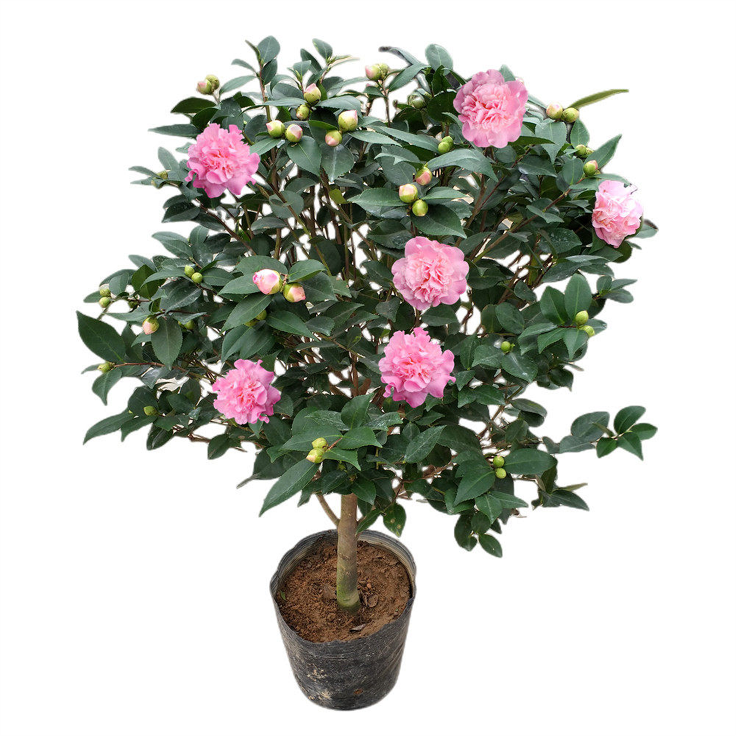 香妃茶花盆栽烈香千里香山茶花大树苗浓香型花苞四季常绿阳台庭院,淘宝优惠券,粉丝福利购,淘宝优惠卷