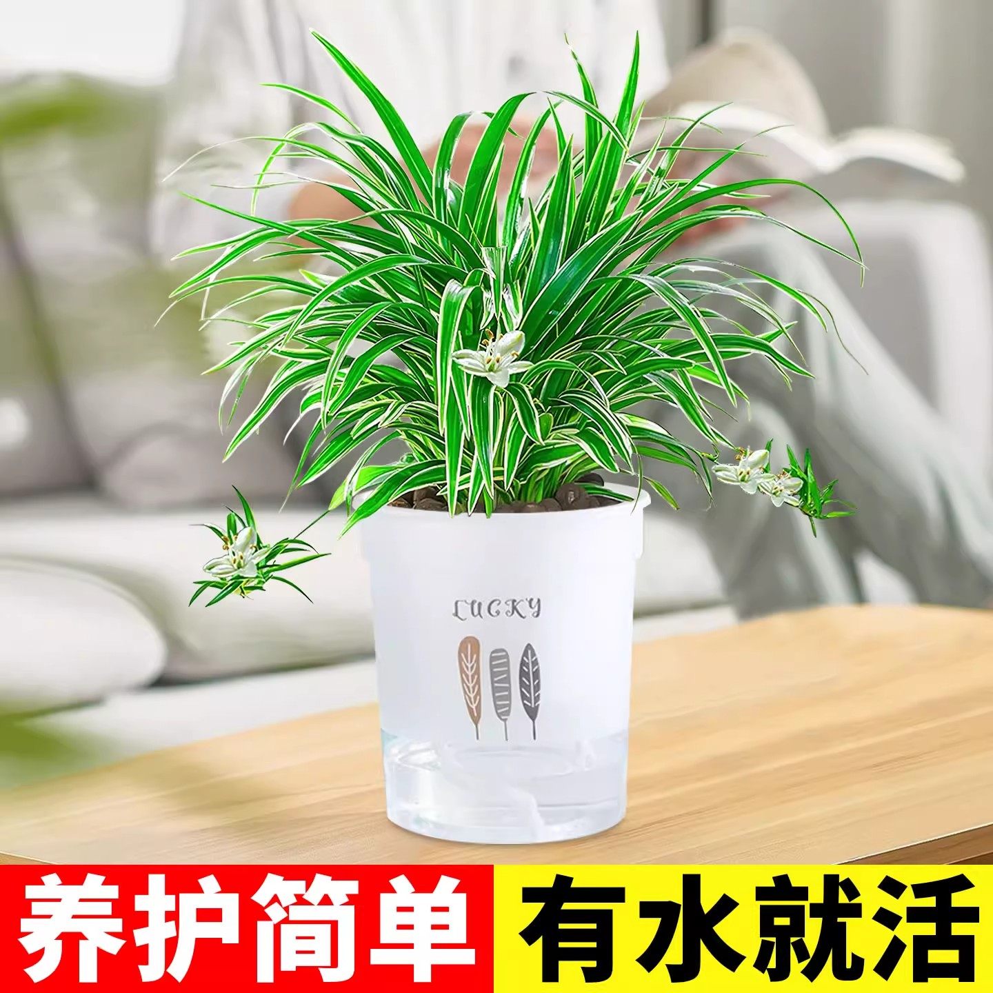 【净化王】金边吊兰盆栽室内客厅净化空气懒人好养新品垂吊花卉,淘宝优惠券,粉丝福利购,淘宝优惠卷