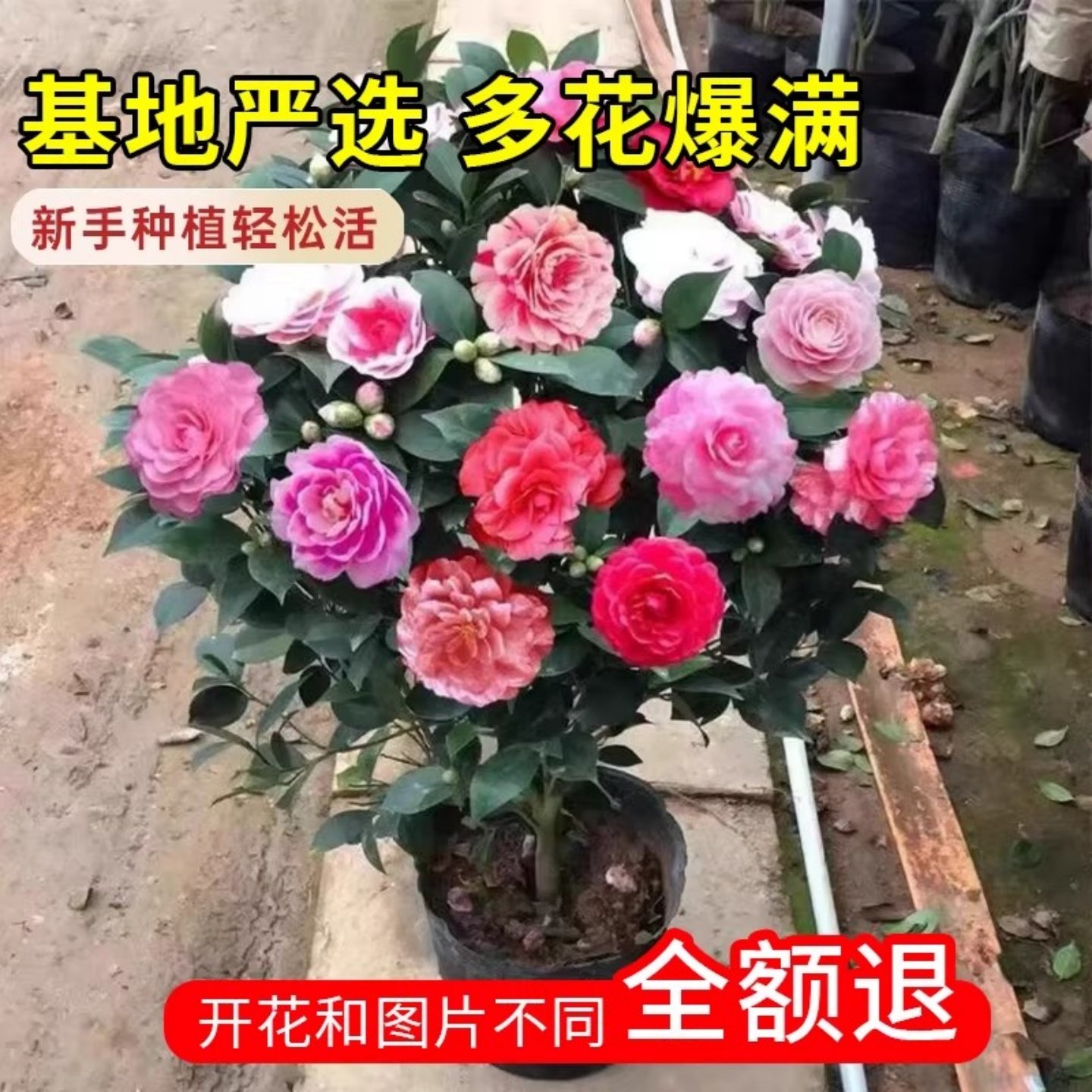 香妃茶花树苗山茶花盆栽带花苞室内好养耐寒花卉阳台庭院四季绿植,淘宝优惠券,粉丝福利购,淘宝优惠卷