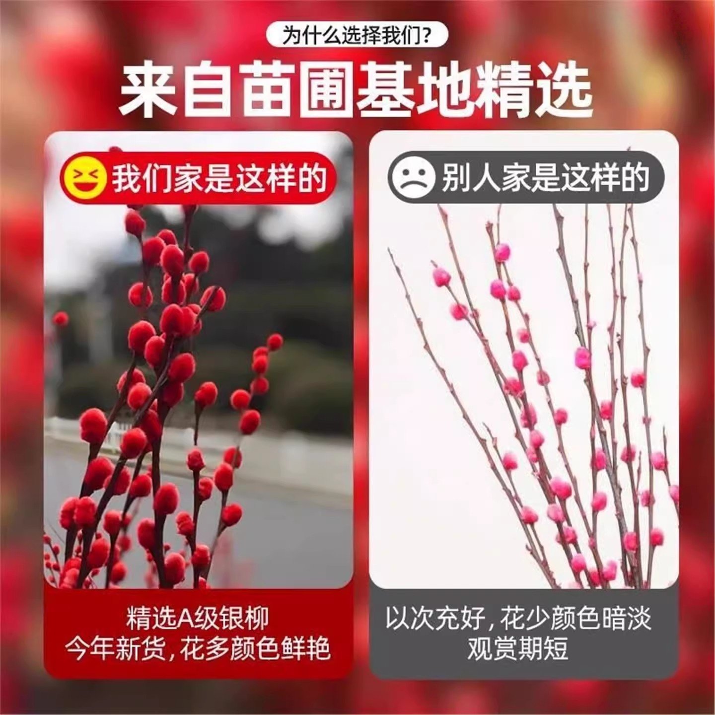 银柳真花鲜枝年宵花卉七多彩大红色银柳干花柳枝水养装饰招财1米2,淘宝优惠券,粉丝福利购,淘宝优惠卷