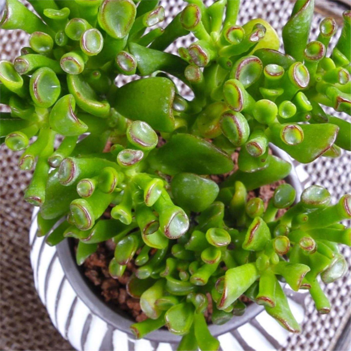 吸财树老桩招财新手好养花卉桌面客厅室内外阳台绿植盆栽多肉植物,淘宝优惠券,粉丝福利购,淘宝优惠卷