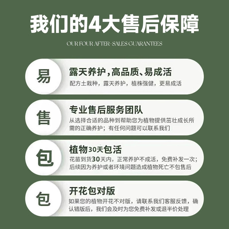 四季君子兰盆栽带花苞小苗花卉植物室内易活绿植水培好养多肉大全,淘宝优惠券,粉丝福利购,淘宝优惠卷