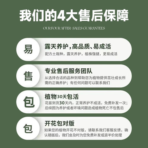 四季君子兰盆栽带花苞小苗花卉植物室内易活绿植水培好养多肉大全 - 图3