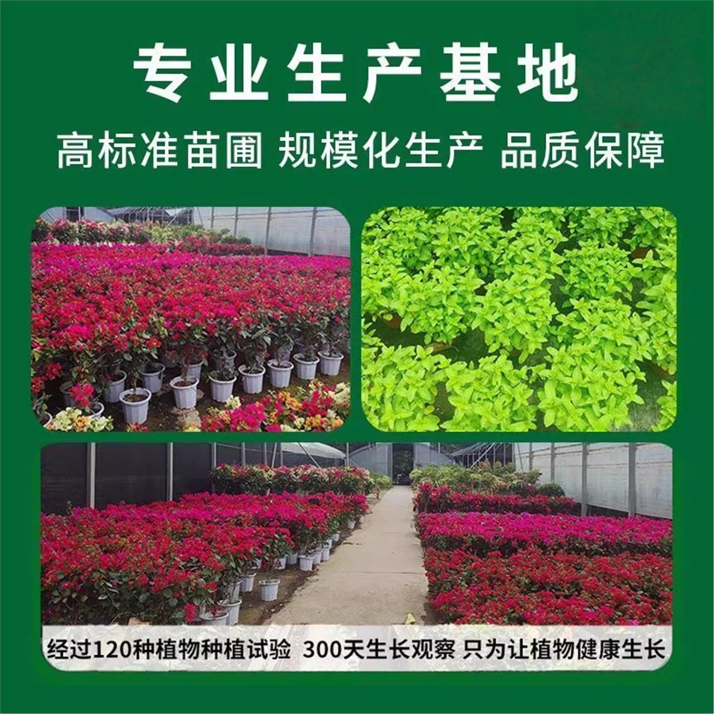 重瓣独杆茉莉花盆栽老桩室内浓香型驱蚊花苞自然绿植花卉植物好养,淘宝优惠券,粉丝福利购,淘宝优惠卷