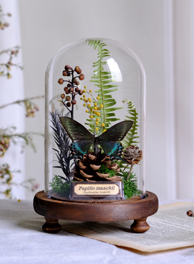 玻璃罩蝴蝶标本植k物标本干花摆件昆虫家居软装陈列礼物生态微景